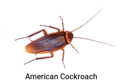 American Cockroach in Las Vegas