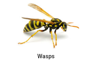 wasps hornets